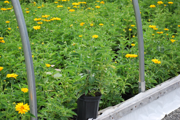 Heliopsis helianthoides 'Summer Sun' (False Sunflower)