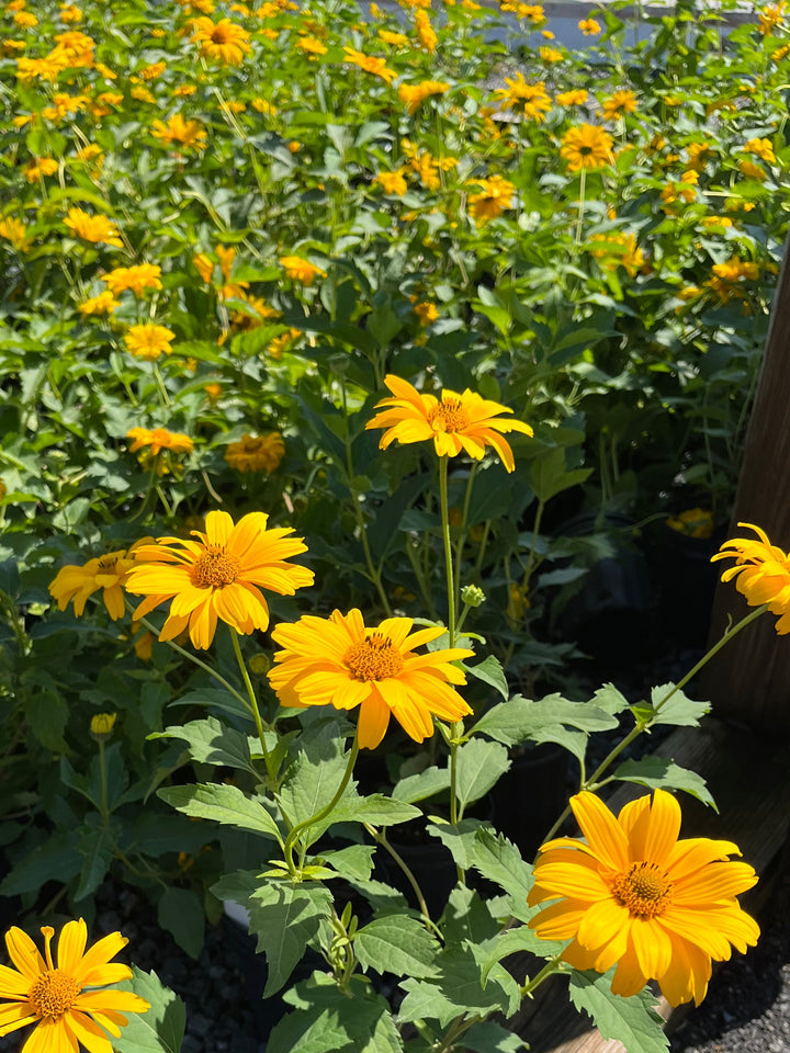 Heliopsis helianthoides 'Summer Sun' (False Sunflower)