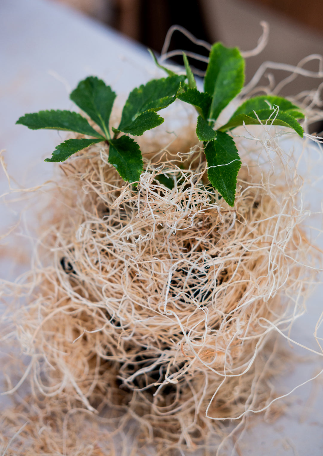 Helleborus x Frostkiss® Dorothy's Dawn® (Lenten Rose)