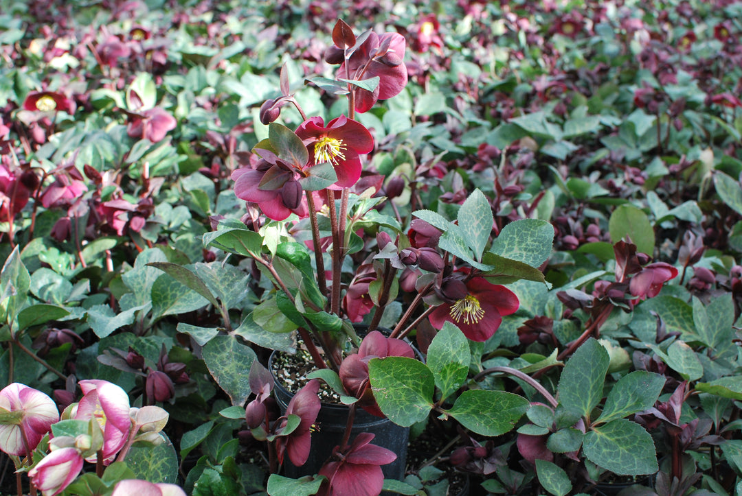 Helleborus x Frostkiss® Anna's Red (Lenten Rose)