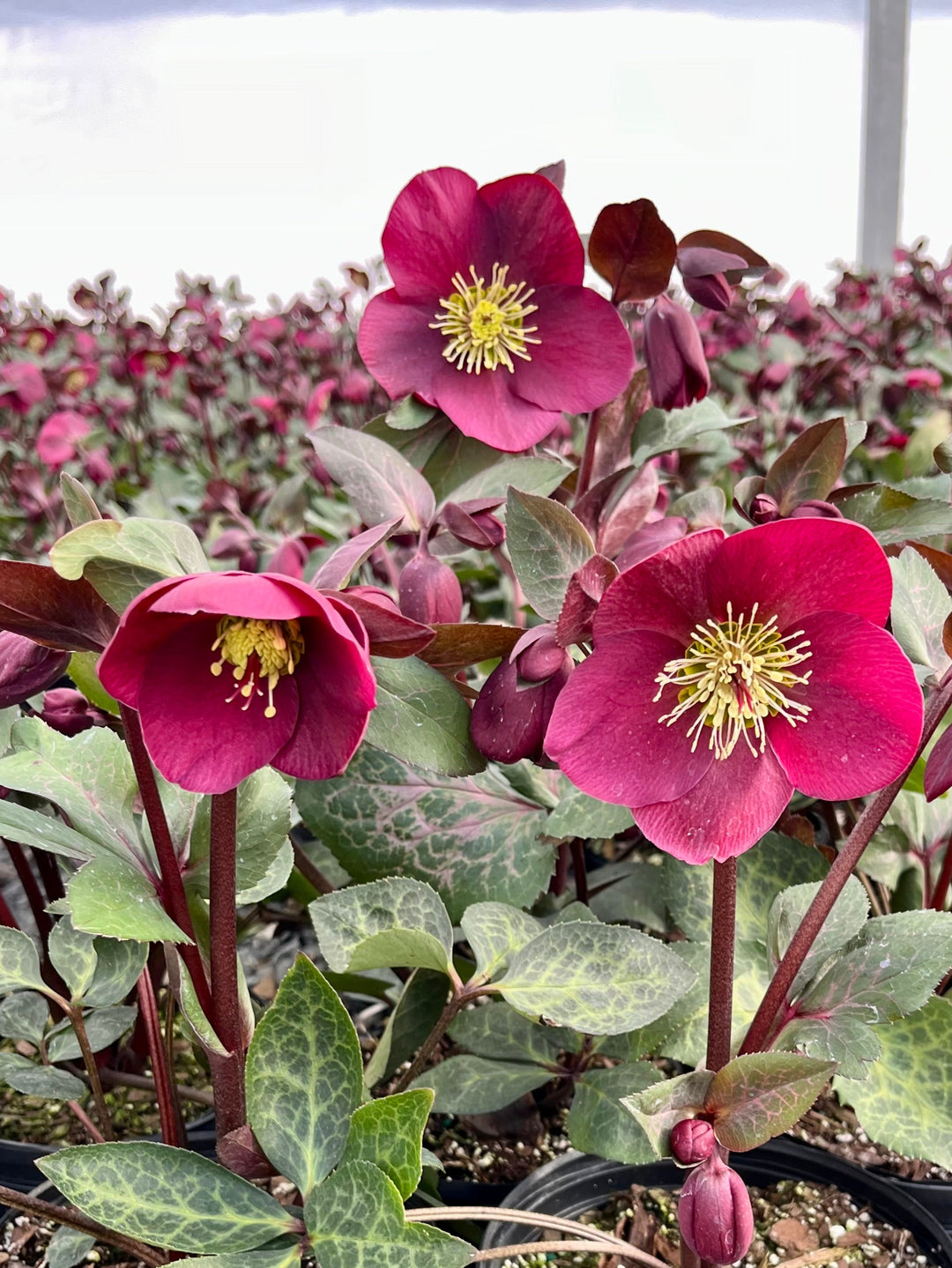 Helleborus x Frostkiss® Anna's Red (Lenten Rose)