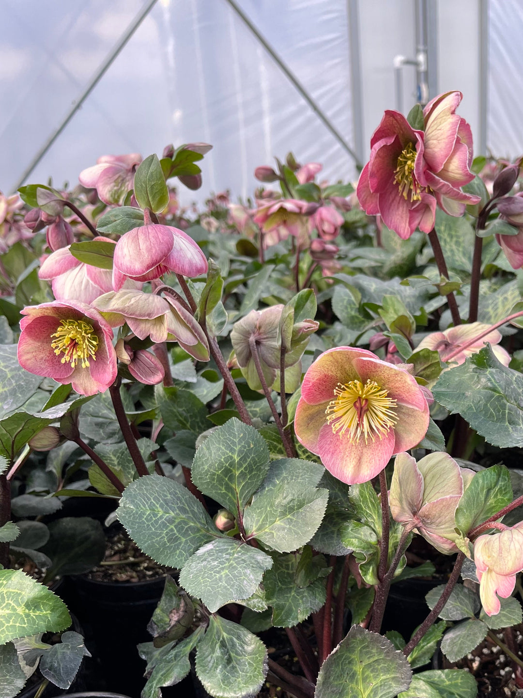 Helleborus x iburgensis Frostkiss® Bayli's Blush® (Lenton Rose)