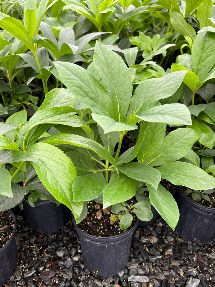 Helleborus orientalis 'Brandywine' (Lenten Rose)