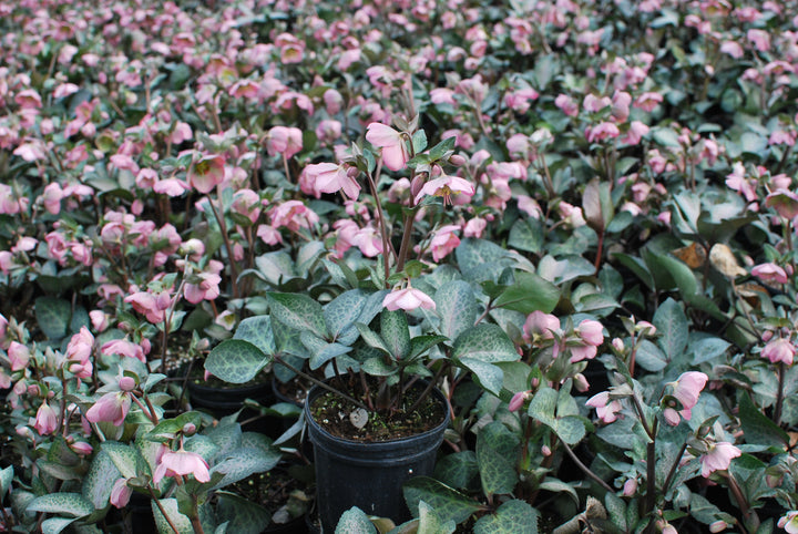 Helleborus x Frostkiss® Dorothy's Dawn® (Lenten Rose)