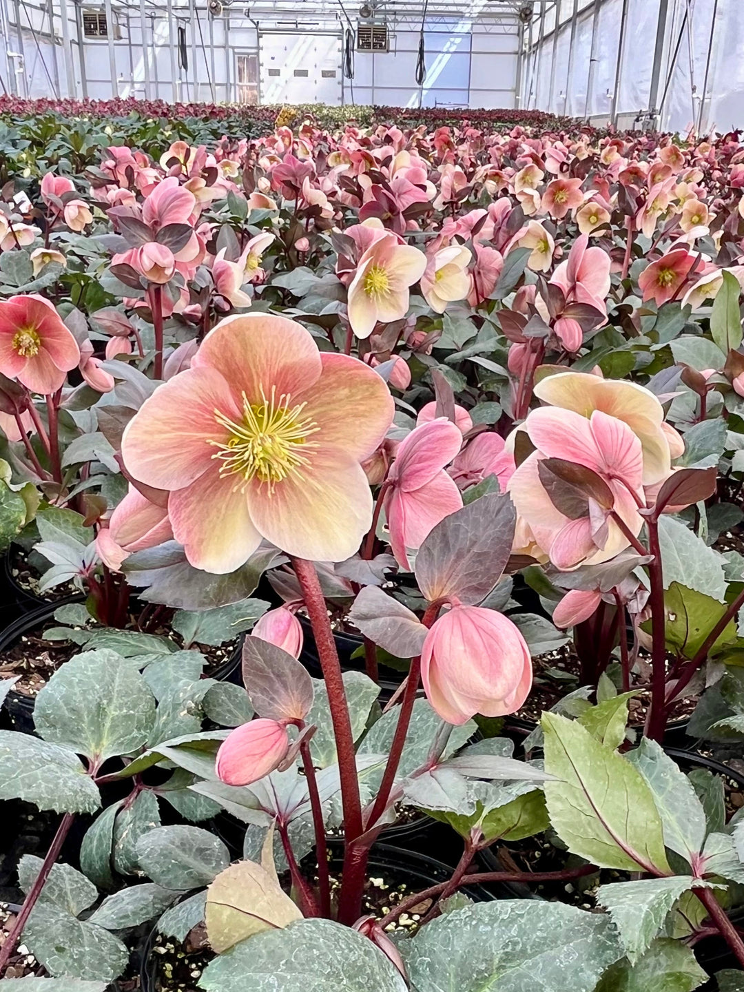 Helleborus x ballardiae HGC® 'Pink Frost' (Helleborus Gold Collection® Lenten Rose)