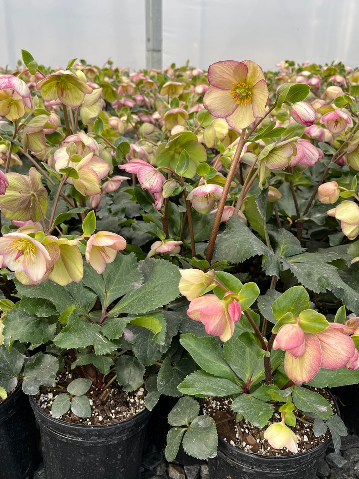 Helleborus HGC® Ice N' Roses® Picotee (Helleborus Gold Collection® Lenten Rose)