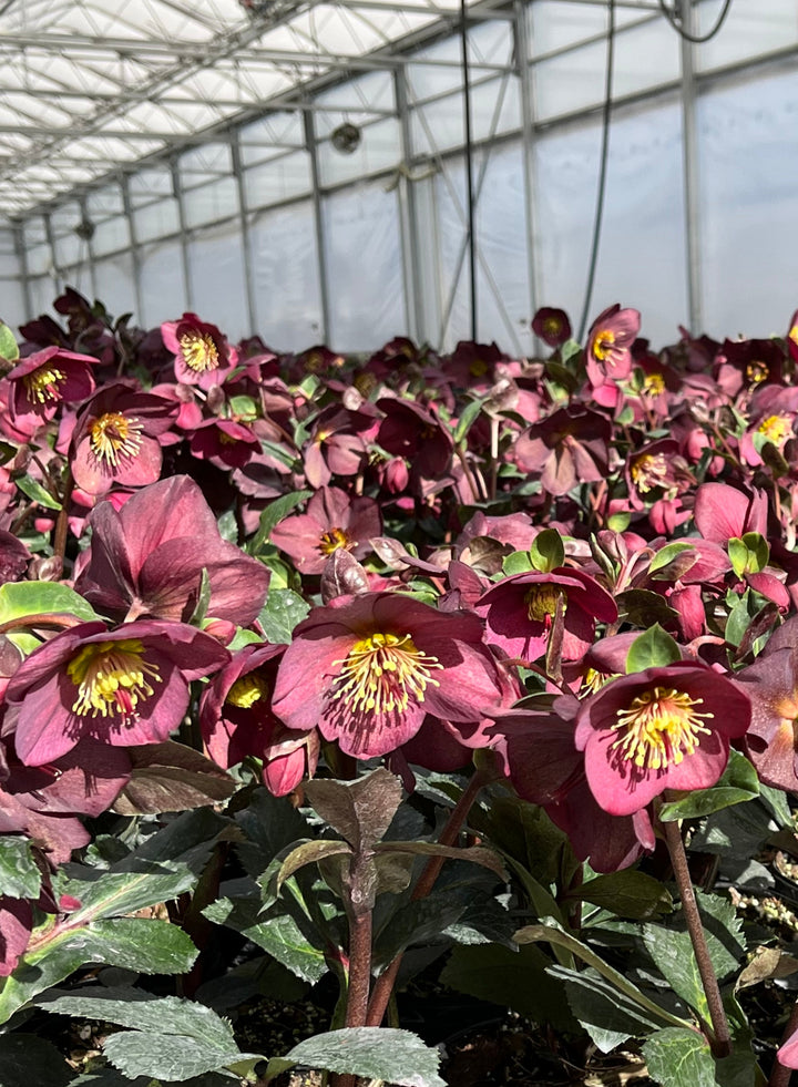 Helleborus HGC® Ice N' Roses® Red (Helleborus Gold Collection® Lenten Rose)