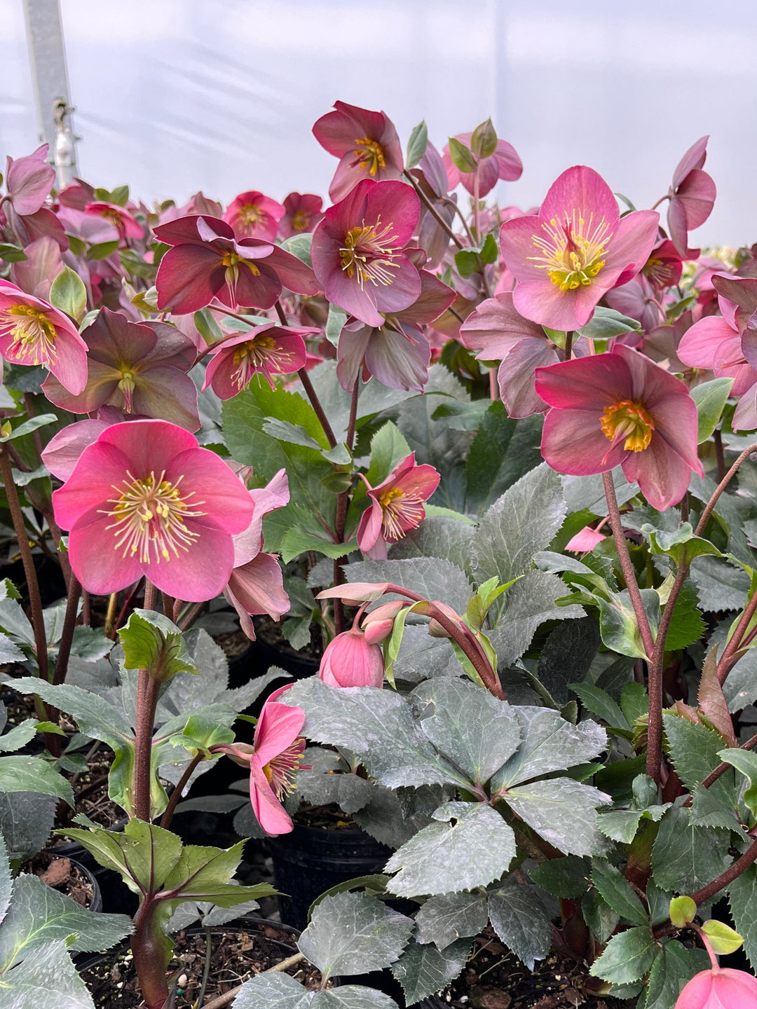 Helleborus HGC® Ice N' Roses® Rose (Helleborus Gold Collection® Lenten Rose)