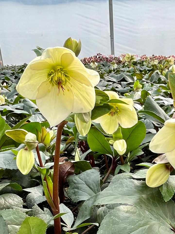 Helleborus HGC® Ice N' Roses® White (Helleborus Gold Collection® Lenton Rose)