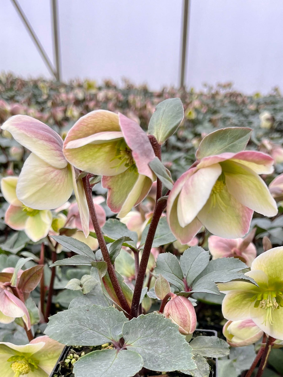 Helleborus 'Ivory Prince' (Lenten Rose)