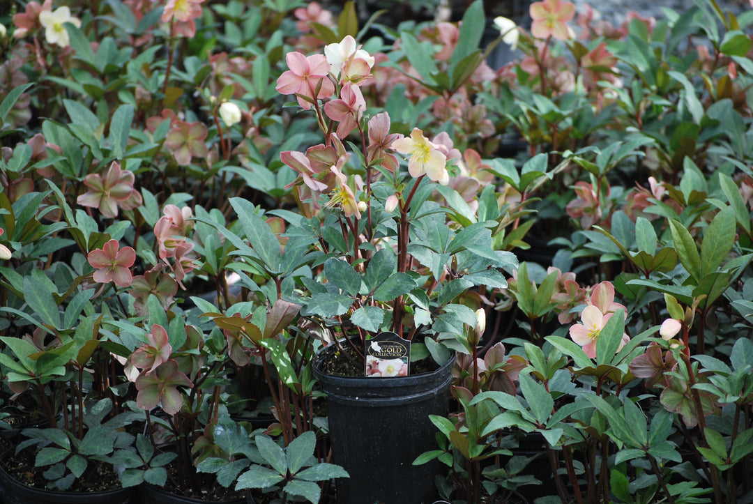 Helleborus HGC® 'Mahogany Snow' (Helleborus Gold Collection® Lenten Rose)