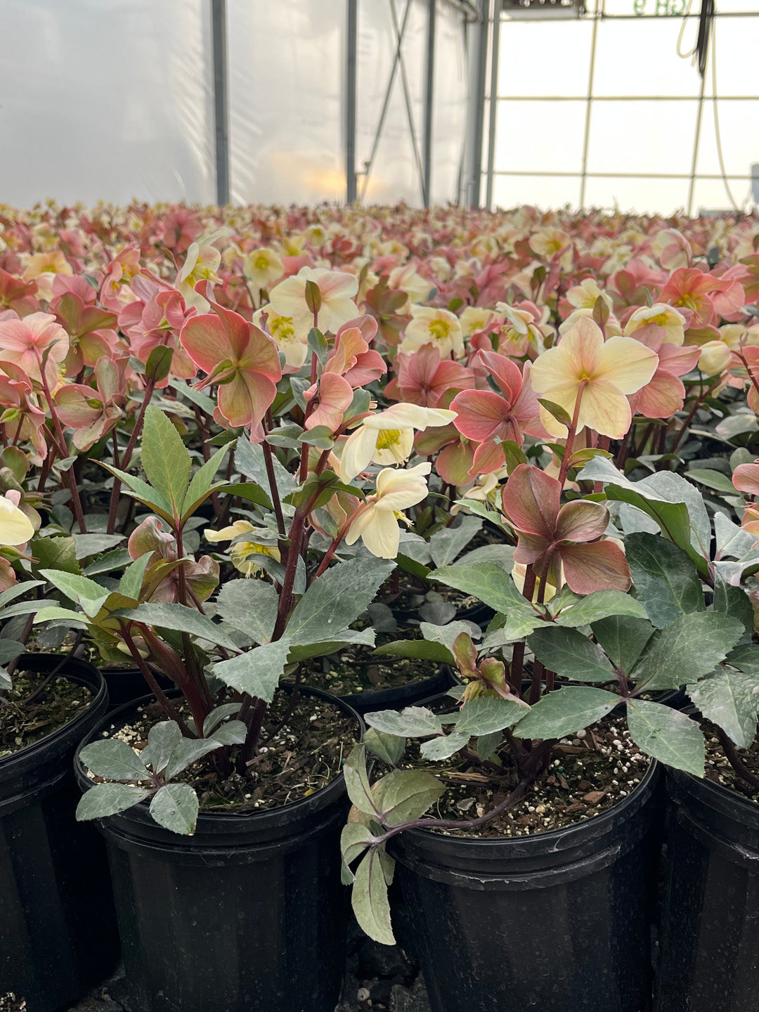 Helleborus HGC® 'Mahogany Snow' (Helleborus Gold Collection® Lenten Rose)