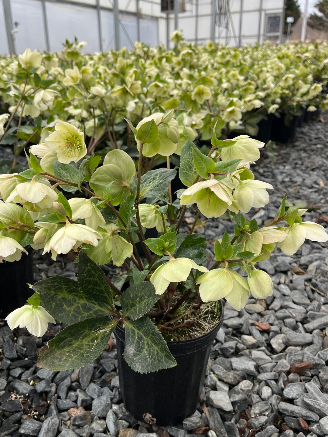 Helleborus x Frostkiss® Molly's White (Lenten Rose)