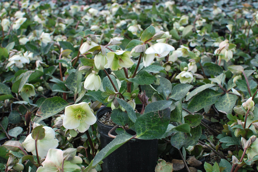 Helleborus x Frostkiss® Molly's White (Lenten Rose)