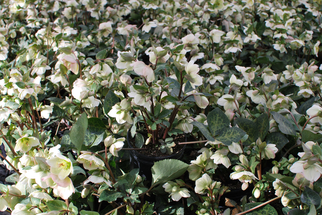 Helleborus x Frostkiss® Molly's White (Lenten Rose)