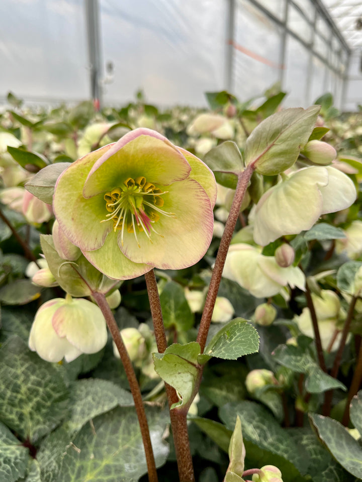 Helleborus x Frostkiss® Moondance™ (Lenten Rose)