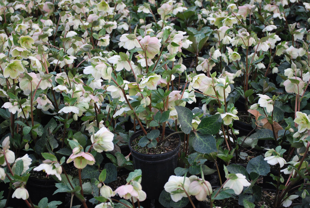 Helleborus x Frostkiss® Moondance™ (Lenten Rose)