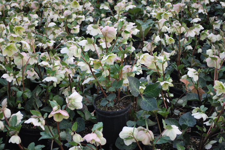 Helleborus x Frostkiss® Moondance™ (Lenten Rose)