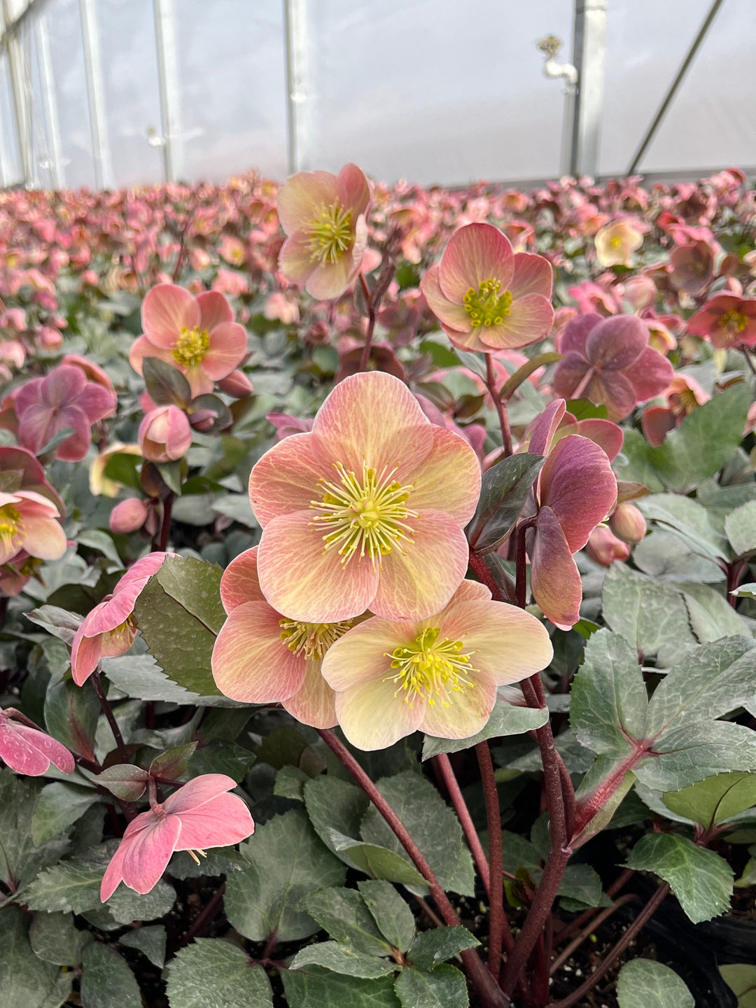 Helleborus x ballardiae HGC® 'Pink Frost' (Helleborus Gold Collection® Lenten Rose)