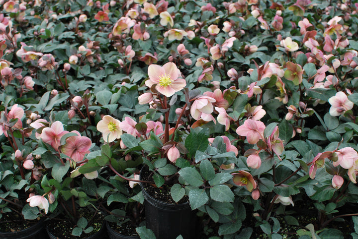 Helleborus x ballardiae HGC® 'Pink Frost' (Helleborus Gold Collection® Lenten Rose)