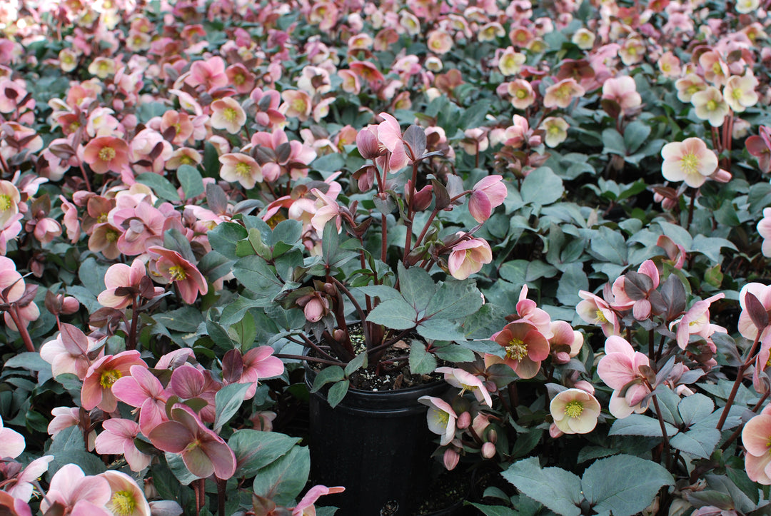 Helleborus x ballardiae HGC® 'Pink Frost' (Helleborus Gold Collection® Lenten Rose)