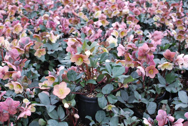 Helleborus x ballardiae HGC® 'Pink Frost' (Helleborus Gold Collection® Lenten Rose)