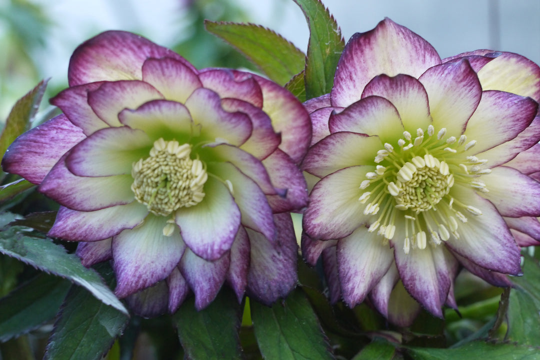 Helleborus x hybridus Winter Jewels® ‘Rose Quartz’ (Lenten Rose)