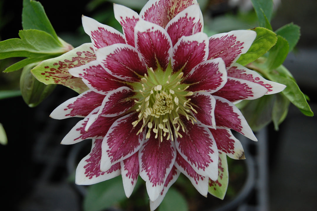 Helleborus x hybridus Winter Jewels® 'Painted Doubles’ (Lenten Rose)