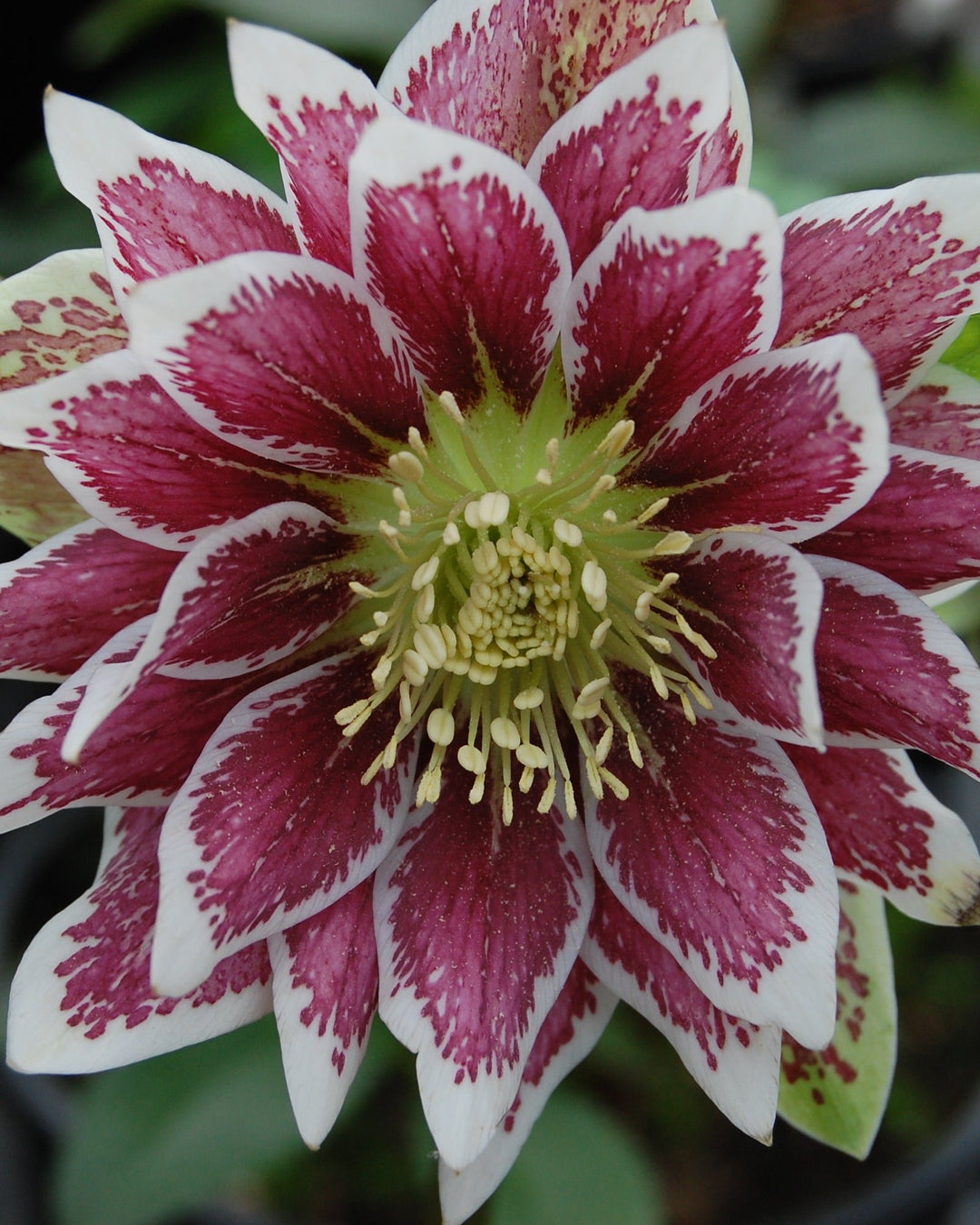 Helleborus x hybridus Winter Jewels® 'Painted Doubles’ (Lenten Rose)