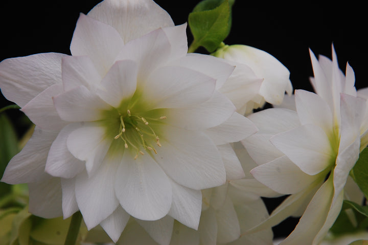 Helleborus x hybridus Winter Jewels® 'Sparkling Diamond' (Lenten Rose)