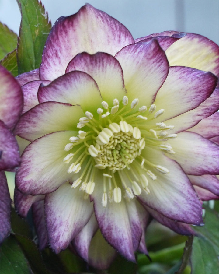 Helleborus x hybridus Winter Jewels® ‘Rose Quartz’ (Lenten Rose)