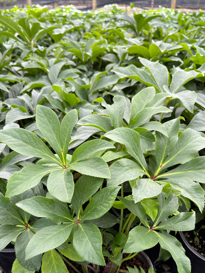 Helleborus orientalis (Lenten Rose)