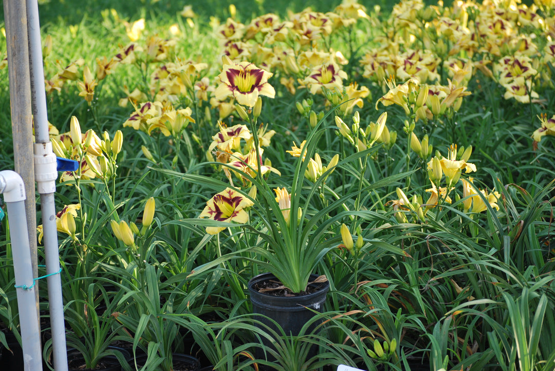 Hemerocallis 'El Desperado' (Daylily)