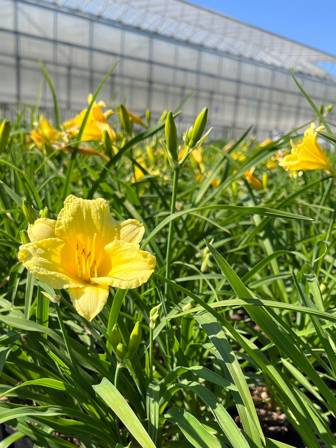 Hemerocallis 'Happy Returns' (Daylily)