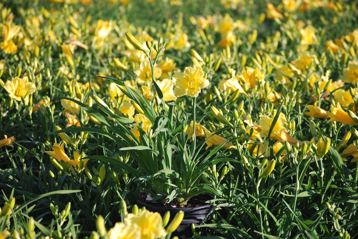 Hemerocallis 'Happy Returns' (Daylily)