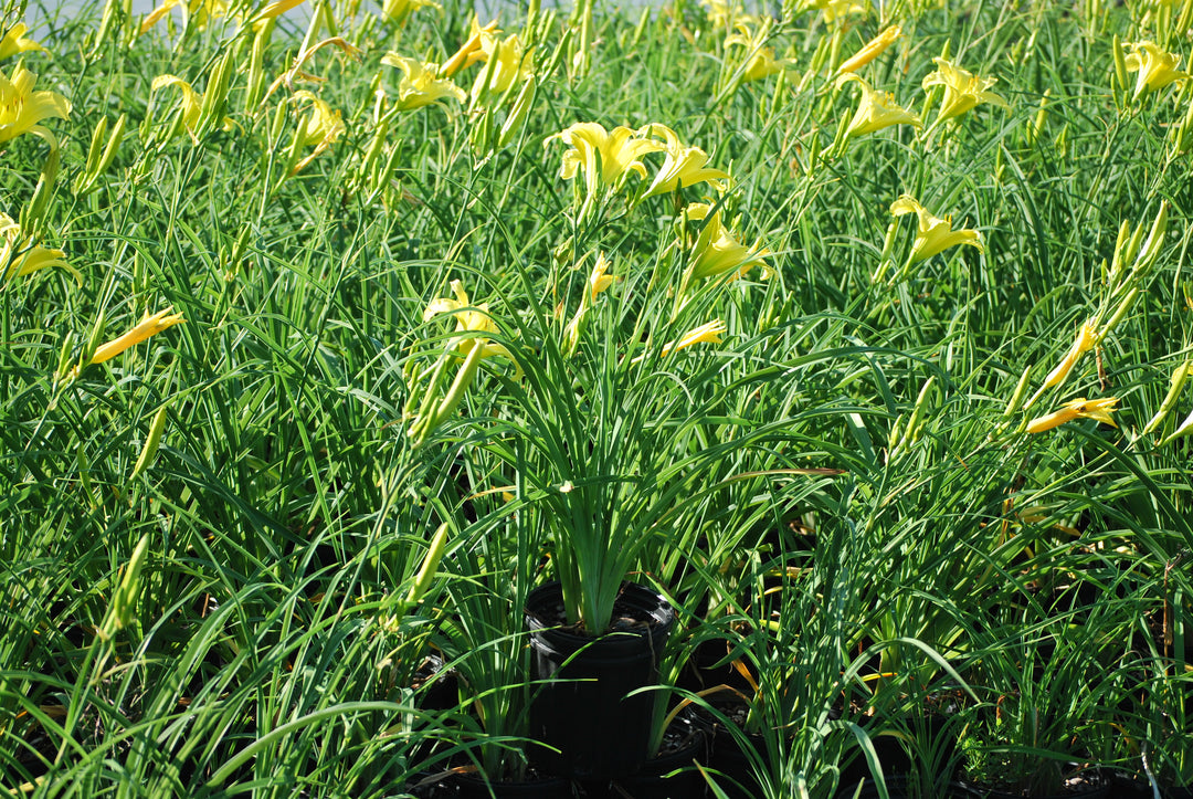 Hemerocallis 'Hyperion' (Daylily)