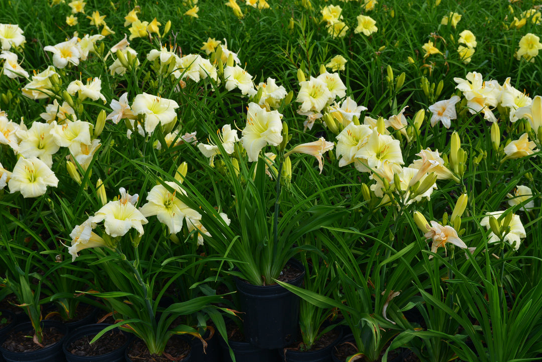 Hemerocallis 'Joan Senior' (Daylily)