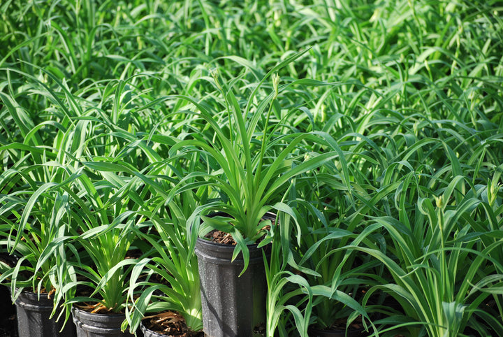 Hemerocallis 'Little Grapette' (Daylily)