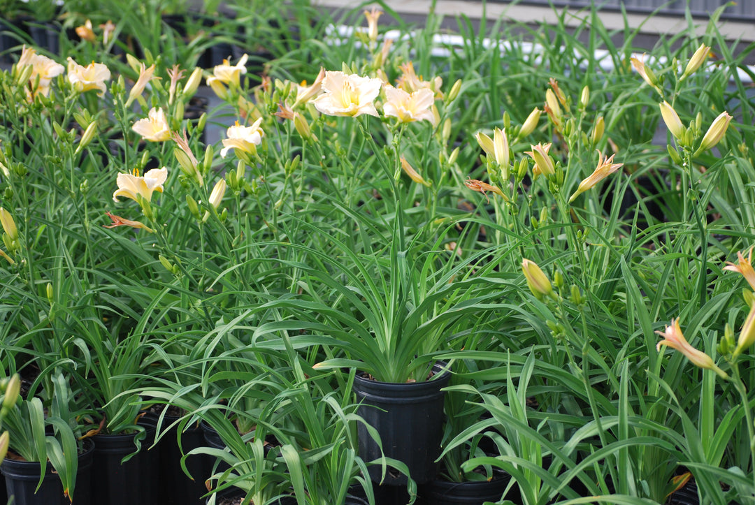 Hemerocallis 'Lullaby Baby' (Daylily)