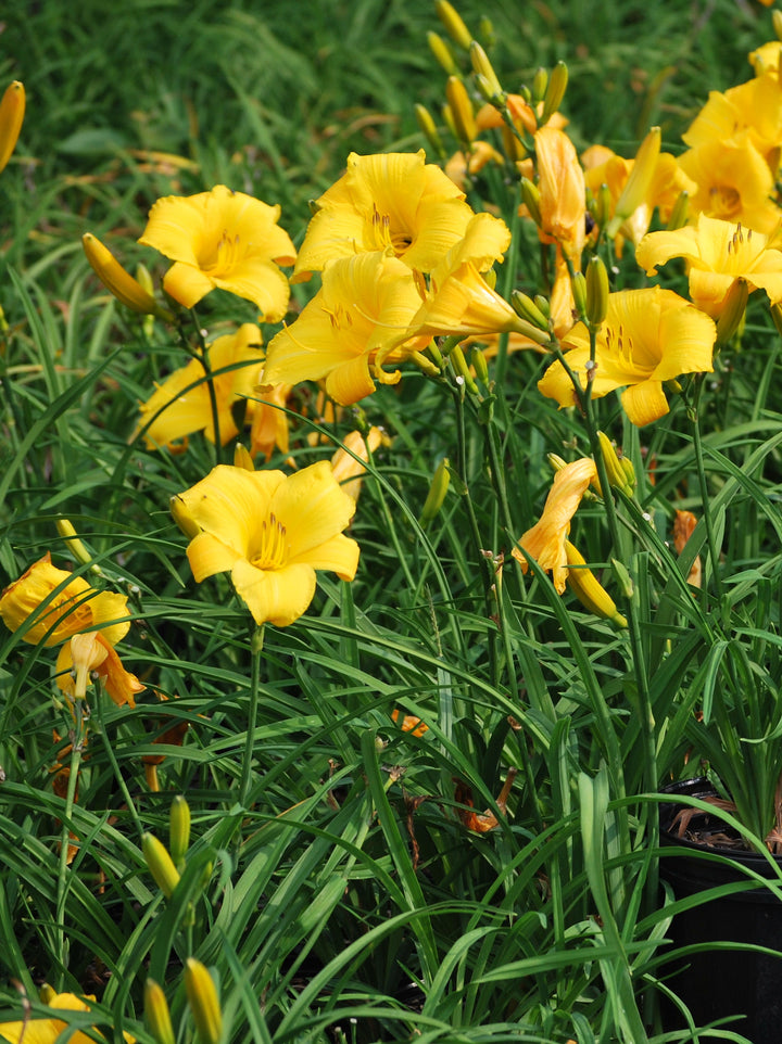 Hemerocallis 'Mary Todd' (Daylily)