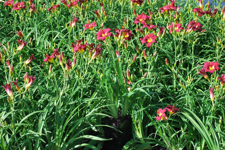 Hemerocallis 'Pardon Me' (Daylily)