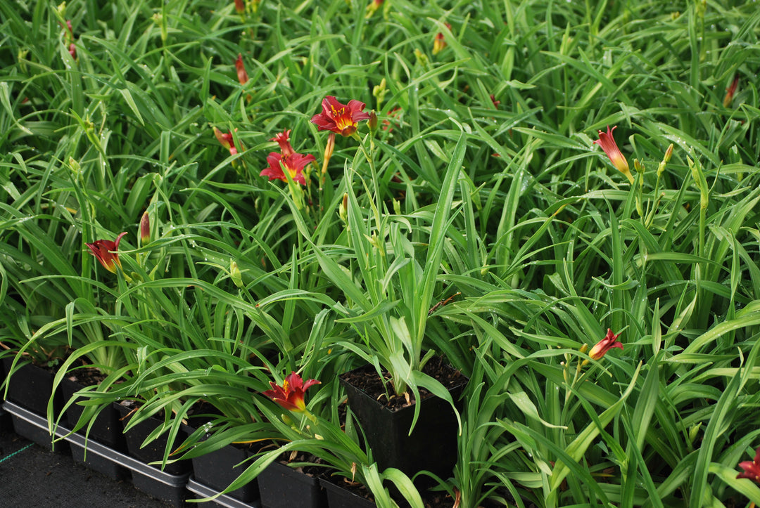 Hemerocallis 'Pardon Me' (Daylily)