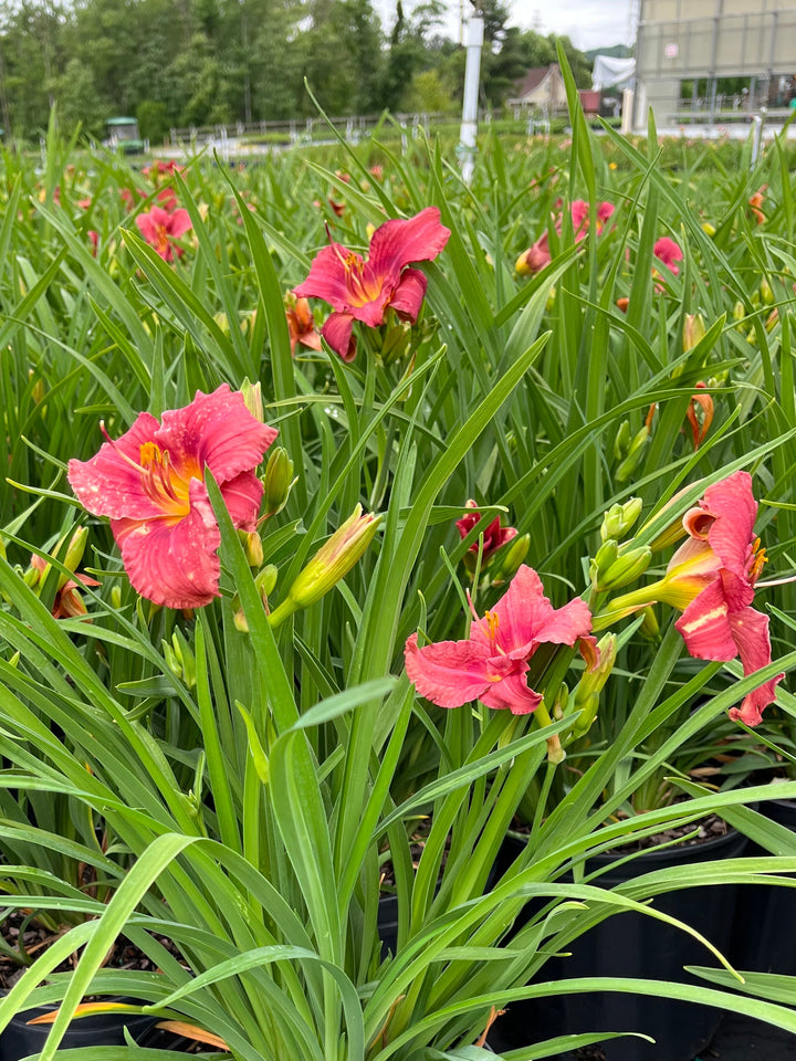 Hemerocallis 'Rosy Returns' (Daylily)