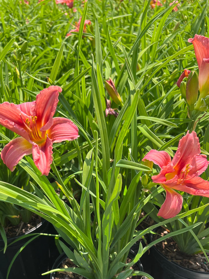 Hemerocallis 'Rosy Returns' (Daylily)