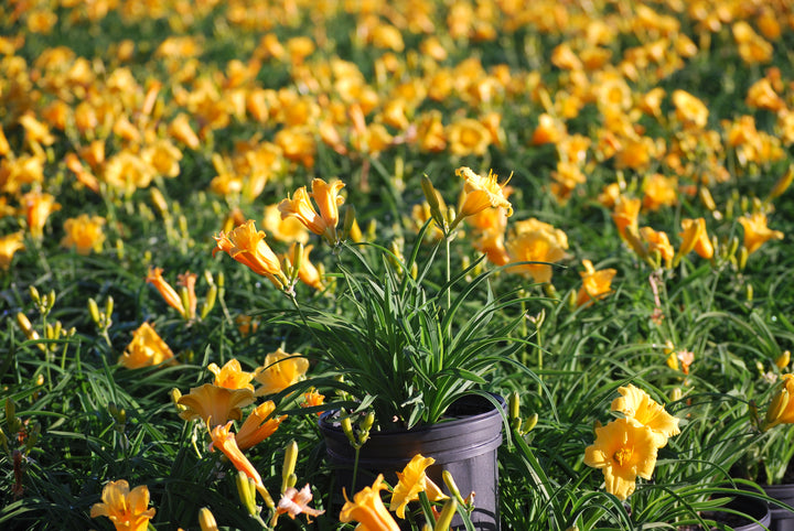 Hemerocallis 'Stella de Oro' (Daylily)