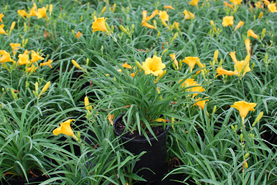 Hemerocallis 'Stella de Oro' (Daylily)