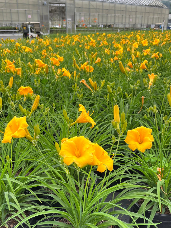 Hemerocallis 'Stella de Oro' (Daylily)