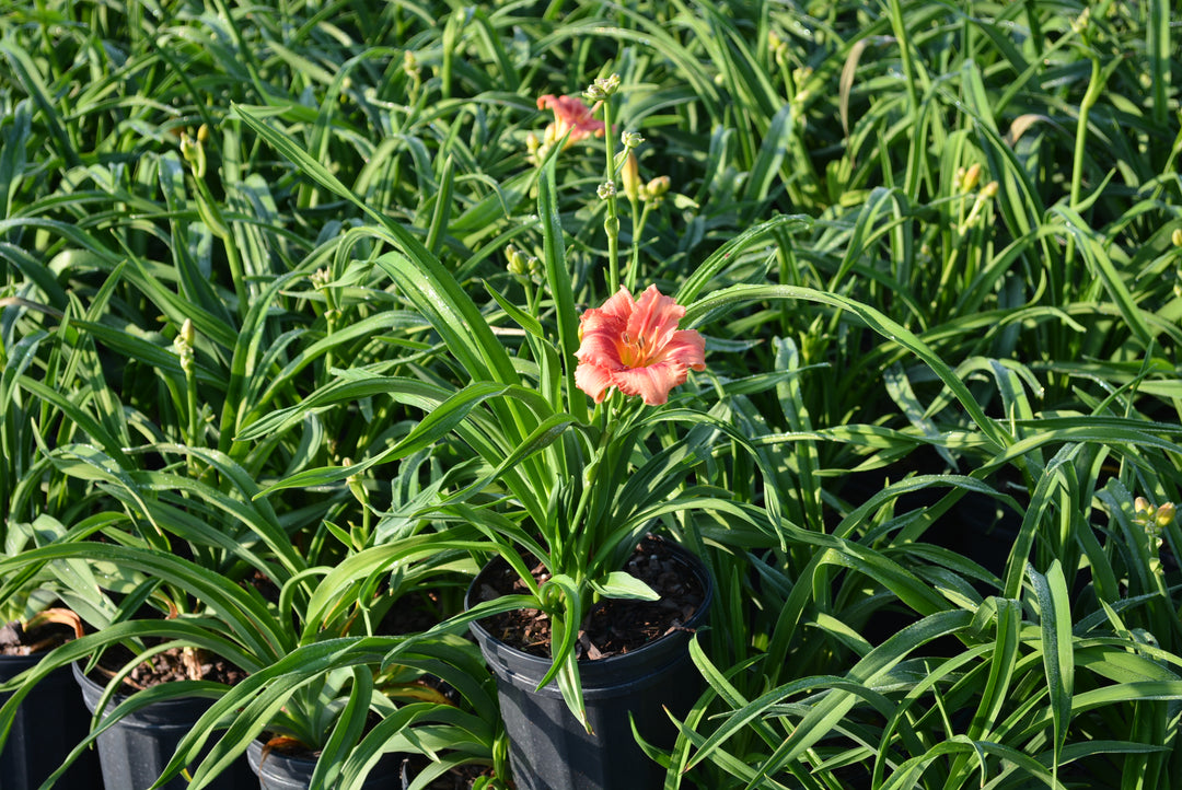 Hemerocallis 'Strawberry Candy' (Daylily)