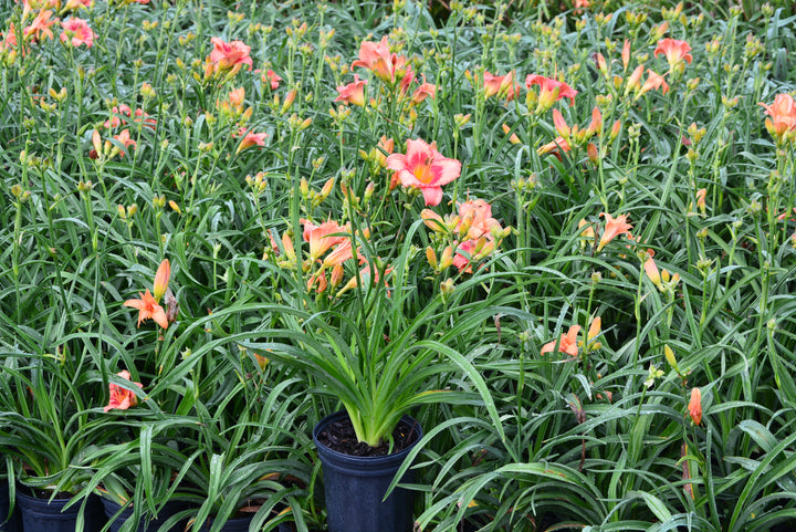 Hemerocallis 'Strawberry Candy' (Daylily)