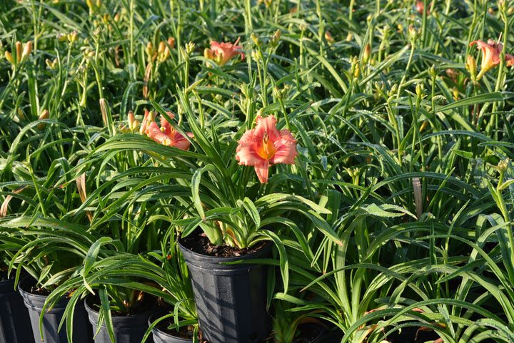 Hemerocallis 'Strawberry Candy' (Daylily)